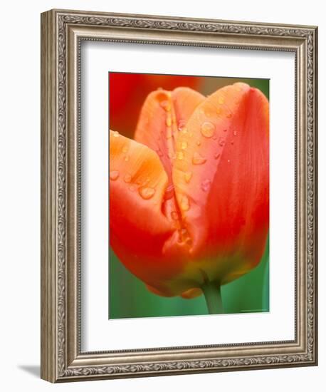 Tulip Detail, Skagit County, Washington, USA-Rob Tilley-Framed Photographic Print