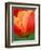 Tulip Detail, Skagit County, Washington, USA-Rob Tilley-Framed Photographic Print