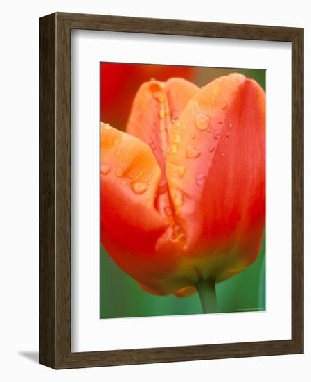 Tulip Detail, Skagit County, Washington, USA-Rob Tilley-Framed Photographic Print