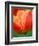 Tulip Detail, Skagit County, Washington, USA-Rob Tilley-Framed Photographic Print