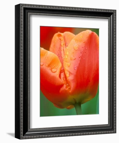 Tulip Detail, Skagit County, Washington, USA-Rob Tilley-Framed Photographic Print