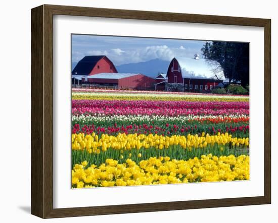 Tulip Display Field, Washington, USA-William Sutton-Framed Photographic Print