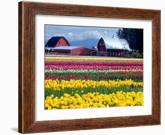 Tulip Display Field, Washington, USA-William Sutton-Framed Photographic Print