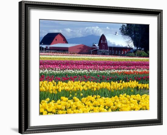 Tulip Display Field, Washington, USA-William Sutton-Framed Photographic Print