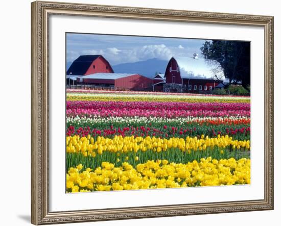 Tulip Display Field, Washington, USA-William Sutton-Framed Photographic Print