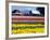 Tulip Display Field, Washington, USA-William Sutton-Framed Photographic Print