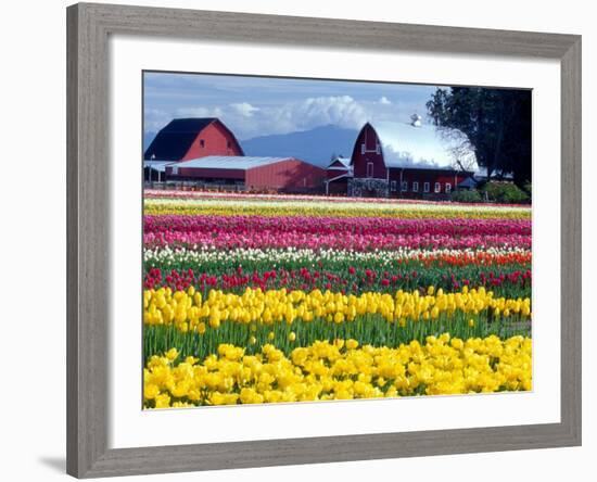 Tulip Display Field, Washington, USA-William Sutton-Framed Photographic Print