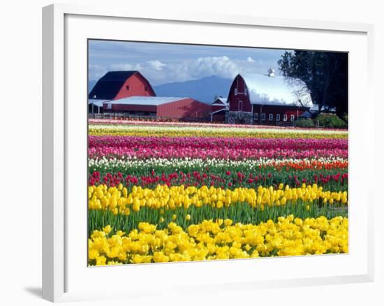 Tulip Display Field, Washington, USA-William Sutton-Framed Photographic Print