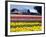 Tulip Display Field, Washington, USA-William Sutton-Framed Photographic Print