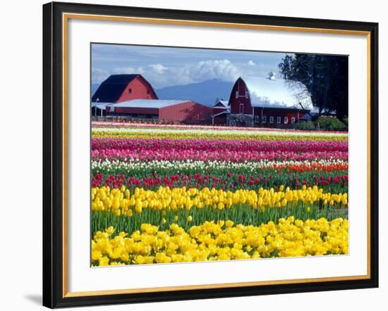 Tulip Display Field, Washington, USA-William Sutton-Framed Photographic Print