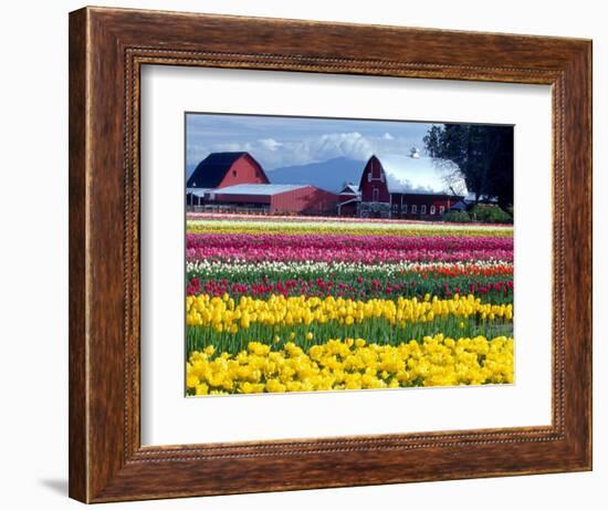 Tulip Display Field, Washington, USA-William Sutton-Framed Photographic Print