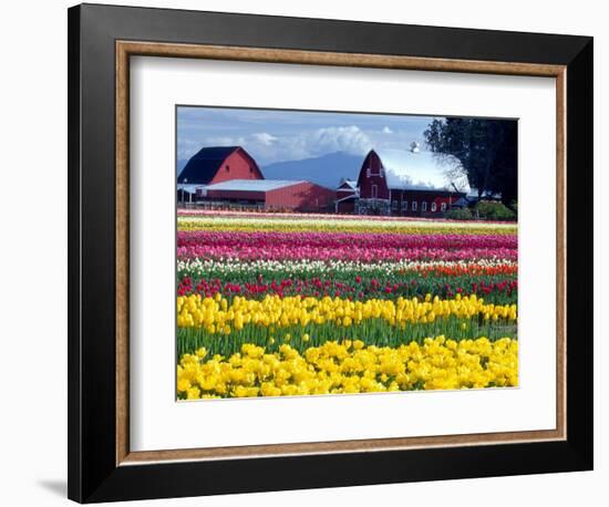 Tulip Display Field, Washington, USA-William Sutton-Framed Photographic Print