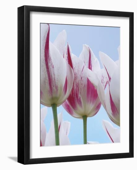 Tulip Dream I-Ella Lancaster-Framed Giclee Print