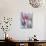 Tulip Dream II-Ella Lancaster-Giclee Print displayed on a wall