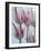 Tulip Dream II-Ella Lancaster-Framed Giclee Print