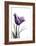 Tulip Dream-Albert Koetsier-Framed Art Print