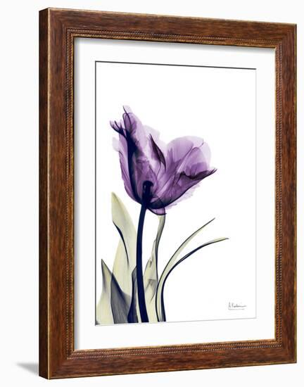 Tulip Dream-Albert Koetsier-Framed Art Print