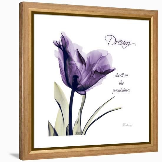 Tulip Dream-Albert Koetsier-Framed Stretched Canvas