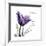 Tulip Dream-Albert Koetsier-Framed Premium Giclee Print