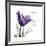 Tulip Dream-Albert Koetsier-Framed Premium Giclee Print