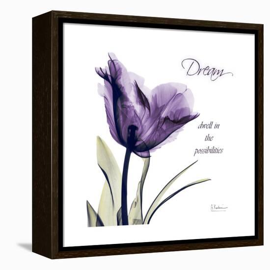 Tulip Dream-Albert Koetsier-Framed Stretched Canvas