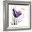 Tulip Dream-Albert Koetsier-Framed Premium Giclee Print