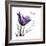 Tulip Dream-Albert Koetsier-Framed Premium Giclee Print