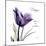 Tulip Dream-Albert Koetsier-Mounted Premium Giclee Print