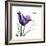 Tulip Dream-Albert Koetsier-Framed Premium Giclee Print