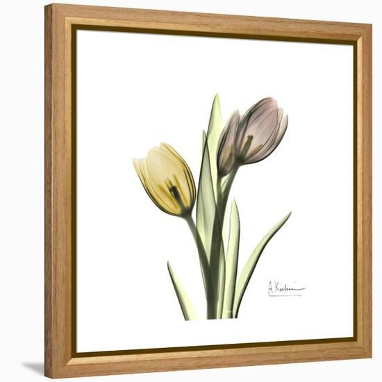 Tulip Duo-Albert Koetsier-Framed Stretched Canvas