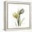 Tulip Duo-Albert Koetsier-Framed Stretched Canvas