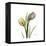 Tulip Duo-Albert Koetsier-Framed Stretched Canvas