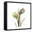 Tulip Duo-Albert Koetsier-Framed Stretched Canvas