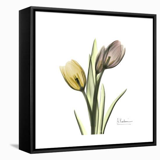 Tulip Duo-Albert Koetsier-Framed Stretched Canvas