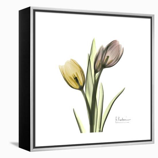 Tulip Duo-Albert Koetsier-Framed Stretched Canvas