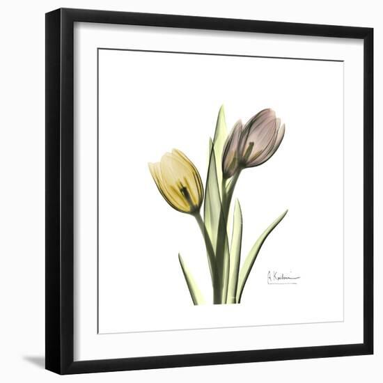 Tulip Duo-Albert Koetsier-Framed Premium Giclee Print