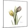 Tulip Duo-Albert Koetsier-Mounted Premium Giclee Print