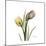 Tulip Duo-Albert Koetsier-Mounted Premium Giclee Print