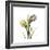 Tulip Duo-Albert Koetsier-Framed Premium Giclee Print