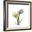 Tulip Duo-Albert Koetsier-Framed Premium Giclee Print