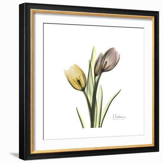 Tulip Duo-Albert Koetsier-Framed Premium Giclee Print