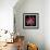 Tulip Envy-Magda Indigo-Framed Photographic Print displayed on a wall