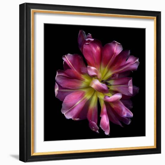 Tulip Envy-Magda Indigo-Framed Photographic Print