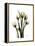 Tulip Family Portrait-Albert Koetsier-Framed Stretched Canvas