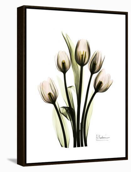 Tulip Family Portrait-Albert Koetsier-Framed Stretched Canvas