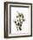 Tulip Family Portrait-Albert Koetsier-Framed Art Print