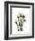 Tulip Family Portrait-Albert Koetsier-Framed Art Print