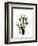 Tulip Family Portrait-Albert Koetsier-Framed Art Print