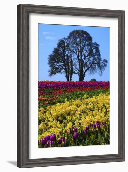 Tulip Festival in Woodburn, Oregon, USA-Michel Hersen-Framed Photographic Print