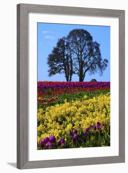 Tulip Festival in Woodburn, Oregon, USA-Michel Hersen-Framed Photographic Print